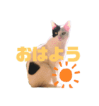 かわいい犬猫のつぶやき（個別スタンプ：19）