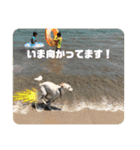 かわいい犬猫のつぶやき（個別スタンプ：22）