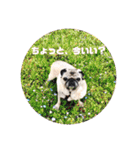 かわいい犬猫のつぶやき（個別スタンプ：24）