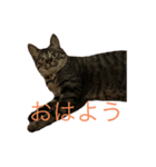 OMOMMOMO（個別スタンプ：2）