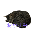 OMOMMOMO（個別スタンプ：3）