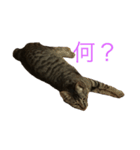OMOMMOMO（個別スタンプ：7）