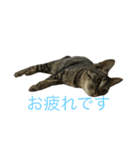 OMOMMOMO（個別スタンプ：8）