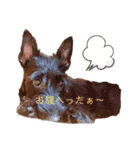 我が家のかいじゅうたち（個別スタンプ：6）