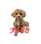 気ままにちゃちゃまる（個別スタンプ：5）