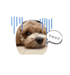気ままにちゃちゃまる（個別スタンプ：11）