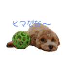 気ままにちゃちゃまる（個別スタンプ：12）