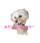 authentic message（個別スタンプ：5）
