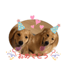 ゴールデンレトリバーの姫と雛 2（個別スタンプ：1）