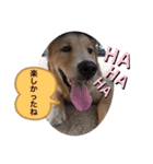 ゴールデンレトリバーの姫と雛 2（個別スタンプ：4）