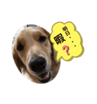 ゴールデンレトリバーの姫と雛 2（個別スタンプ：6）