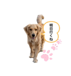 ゴールデンレトリバーの姫と雛 2（個別スタンプ：7）