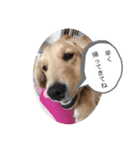 ゴールデンレトリバーの姫と雛 2（個別スタンプ：10）