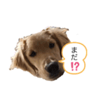 ゴールデンレトリバーの姫と雛 2（個別スタンプ：11）