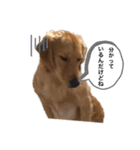 ゴールデンレトリバーの姫と雛 2（個別スタンプ：13）