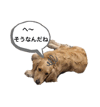 ゴールデンレトリバーの姫と雛 2（個別スタンプ：16）