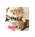 ゴールデンレトリバーの姫と雛 2（個別スタンプ：21）