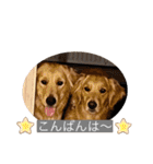 ゴールデンレトリバーの姫と雛 2（個別スタンプ：24）