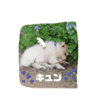 スピッツファミリー②（個別スタンプ：11）