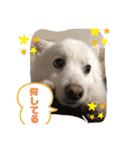 スピッツファミリー②（個別スタンプ：19）