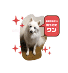 スピッツファミリー②（個別スタンプ：20）