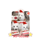 スピッツファミリー②（個別スタンプ：25）