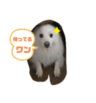スピッツファミリー②（個別スタンプ：28）