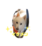 スピッツファミリー②（個別スタンプ：29）