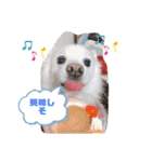 スピッツファミリー②（個別スタンプ：31）