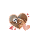 茶色い犬のスタンプ001（個別スタンプ：1）