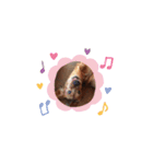 茶色い犬のスタンプ001（個別スタンプ：4）