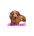茶色い犬のスタンプ001（個別スタンプ：13）