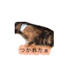 茶色い犬のスタンプ001（個別スタンプ：15）