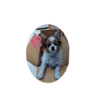 パピヨンパピヨン（個別スタンプ：3）