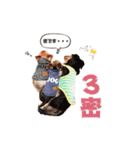 今日のわんこ達（個別スタンプ：2）