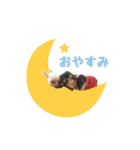 今日のわんこ達（個別スタンプ：14）