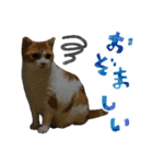 なんなんスタンプ01（個別スタンプ：3）