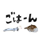 なんなんスタンプ01（個別スタンプ：4）
