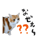 なんなんスタンプ01（個別スタンプ：17）