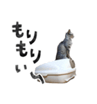 なんなんスタンプ01（個別スタンプ：21）