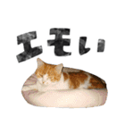 なんなんスタンプ01（個別スタンプ：31）