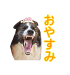 JACKMAN STAMP 2（個別スタンプ：10）