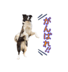 JACKMAN STAMP 2（個別スタンプ：12）
