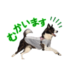 JACKMAN STAMP 2（個別スタンプ：13）