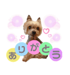 ぼくはチョコ！（個別スタンプ：2）