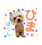 ぼくはチョコ！（個別スタンプ：16）