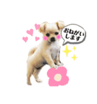 チワワのコメちゃん（個別スタンプ：8）