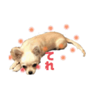 チワワのコメちゃん（個別スタンプ：12）