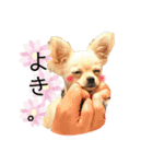 チワワのコメちゃん（個別スタンプ：13）