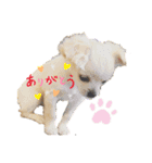 チワワのコメちゃん（個別スタンプ：16）